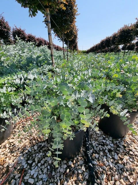 Gomboom (Eucalyptus Pulverulenta 'Baby Blue') 6 Gomboom (Eucalyptus Pulverulenta 'Baby Blue') - Afbeelding 4