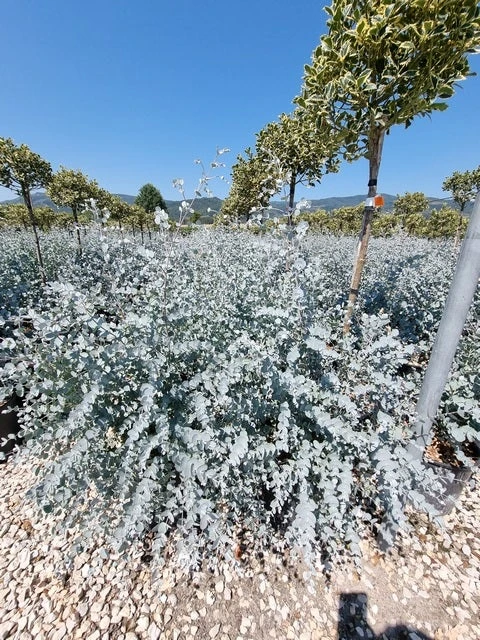 Gomboom (Eucalyptus Pulverulenta 'Baby Blue') 4 Gomboom (Eucalyptus Pulverulenta 'Baby Blue') - Afbeelding 2