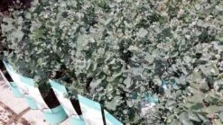 Winterharde Eucalyptus (Eucalyptus Gunnii 'Azura') -Tuinplanten Winkel eucalyptusazura01