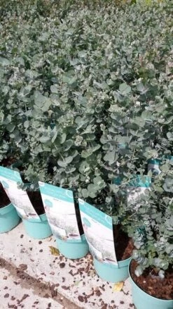Winterharde Eucalyptus (Eucalyptus Gunnii 'Azura') -Tuinplanten Winkel eucalyptusazura02