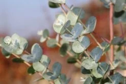 Winterharde Eucalyptus (Eucalyptus Gunnii 'Azura') -Tuinplanten Winkel eucalythus azura 3