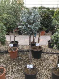 Eucalyptus Op Stam (Eucalyptus Gunnii) -Tuinplanten Winkel eucalytus gunni 80cm stam
