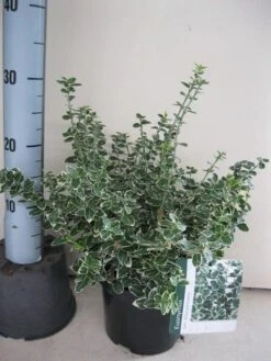 Kardinaalsmuts (Euonymus Fortunei 'Emerald Gaiety') -Tuinplanten Winkel euonumys emerald n gaithy c3 sept