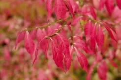 Kardinaalshoed Als Boom (Euonymus Alatus) -Tuinplanten Winkel euonymus alatus herfstbladv01