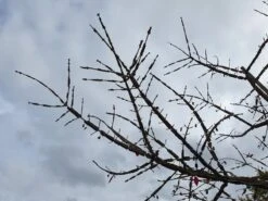 Kardinaalshoed Als Boom (Euonymus Alatus) -Tuinplanten Winkel euonymus alatus kurklijstenv01