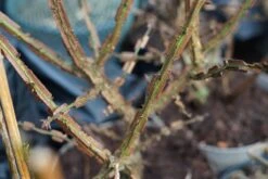Meerstammige Kardinaalshoed (Euonymus Alatus) -Tuinplanten Winkel euonymus alatus winter lm01 1