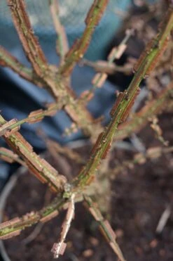 Meerstammige Kardinaalshoed (Euonymus Alatus) -Tuinplanten Winkel euonymus alatus winter lm02a 1