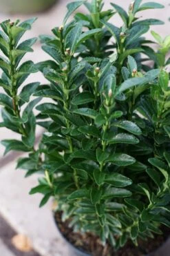 Kardinaalshoed (Euonymus Jap. 'Francien') -Tuinplanten Winkel euonymus francien lm01