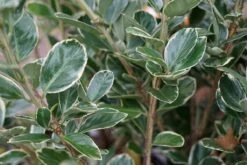 Kardinaalsmuts (Euonymus Japonicus 'Albomarginatus') 10 Kardinaalsmuts (Euonymus Japonicus 'Albomarginatus') -Tuinplanten Winkel euonymus japonicus albomarginatus lm01