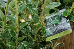 Kardinaalsmuts (Euonymus Japonicus 'Albomarginatus') 11 Kardinaalsmuts (Euonymus Japonicus 'Albomarginatus') -Tuinplanten Winkel euonymus japonicus albomarginatus lm02