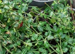 Japanse Kardinaalsmuts (Euonymus Fortunei 'Minimus')