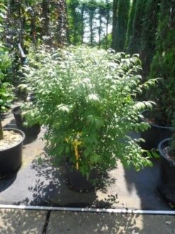 Kardinaalshoed (Euonymus Alatus 'Compactus') 21 Kardinaalshoed (Euonymus Alatus 'Compactus') -Tuinplanten Winkel euonymus alatus compactus 80 100 c18