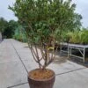 Meerstammige Kardinaalshoed (Euonymus Alatus) -Tuinplanten Winkel euonymus alatus meerstammig