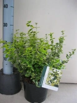 Kardinaalsmuts (Euonymus Fortunei 'Emerald 'n Gold') -Tuinplanten Winkel euonymus emerald gold c3 aug