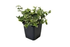 Kardinaalsmuts (Euonymus Fortunei 'Emerald Gaiety') -Tuinplanten Winkel euonymus fort. emerald n gaiety 2 1