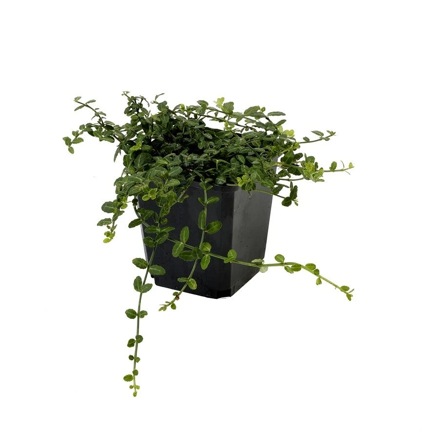 Japanse Kardinaalsmuts (Euonymus Fortunei 'Minimus') 5 Japanse Kardinaalsmuts (Euonymus Fortunei 'Minimus') - Afbeelding 3