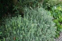 Kardinaalsmuts (Euonymus Fortunei 'Emerald Gaiety') -Tuinplanten Winkel euonymus fortunei emerald gaiety 1