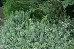 Kardinaalsmuts (Euonymus Fortunei 'Emerald Gaiety') -Tuinplanten Winkel euonymus fortunei emerald gaiety 2