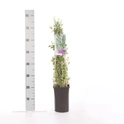 Kardinaalsmuts (Euonymus Fortunei 'Emerald Gaiety') -Tuinplanten Winkel euonymus fortunei emerald gaiety