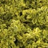 Kardinaalsmuts (Euonymus Fortunei 'Emerald 'n Gold') -Tuinplanten Winkel euonymus fortunei emerald n gold