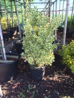 Kardinaalshoed (Euonymus Japonicus 'Bravo') -Tuinplanten Winkel euonymus japonica bravo 80100