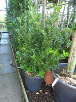 Kardinaalsmuts (Euonymus Japonicus) -Tuinplanten Winkel euonymus japonicus 100 125 c25