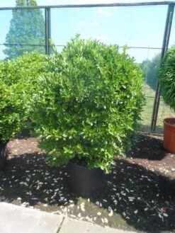 Kardinaalsmuts (Euonymus Japonicus) -Tuinplanten Winkel euonymus japonicus 100 125 c70 extra