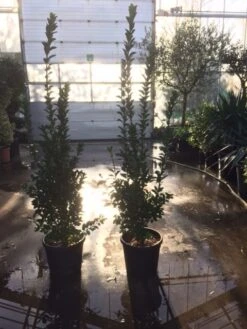 Kardinaalsmuts (Euonymus Japonicus) -Tuinplanten Winkel euonymus japonicus 100125 1