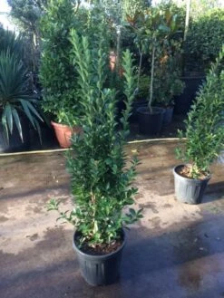 Kardinaalsmuts (Euonymus Japonicus) -Tuinplanten Winkel euonymus japonicus 100125 2