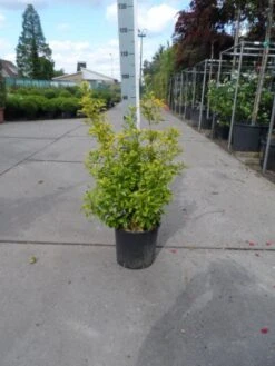 Kardinaalshoed (Euonymus Japonicus 'Aureus') -Tuinplanten Winkel euonymus japonicus aureus 50 60 c10