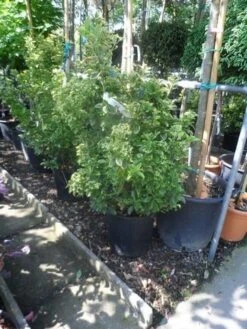 Kardinaalshoed (Euonymus Japonicus 'Aureus') -Tuinplanten Winkel euonymus japonicus aureus 60 80 c20