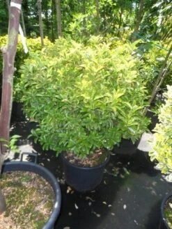 Kardinaalshoed (Euonymus Japonicus 'Aureus') -Tuinplanten Winkel euonymus japonicus aureus 80 100 125 c35 extra