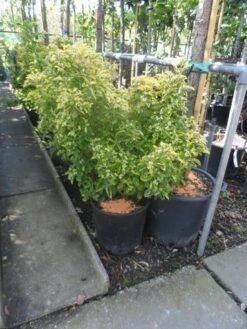 Kardinaalshoed (Euonymus Japonicus 'Aureus') -Tuinplanten Winkel euonymus japonicus aureus 80 100 c25