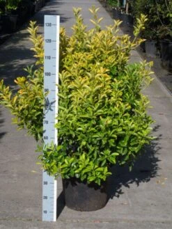 Kardinaalshoed (Euonymus Japonicus 'Aureus') -Tuinplanten Winkel euonymus japonicus aureus 80 100 c30