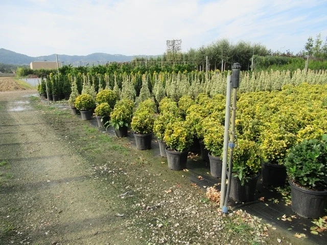 Kardinaalshoed Als Bol (Euonymus Japonicus 'Aureus') 4 Kardinaalshoed Als Bol (Euonymus Japonicus 'Aureus') - Afbeelding 2