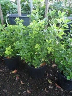 Kardinaalshoed (Euonymus Japonicus 'Aureus') -Tuinplanten Winkel euonymus japonicus aureus c10