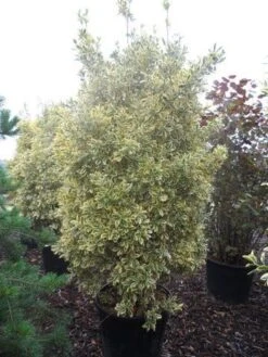 Kardinaalshoed (Euonymus Japonicus 'Bravo') -Tuinplanten Winkel euonymus japonicus bravo 200 250 c150