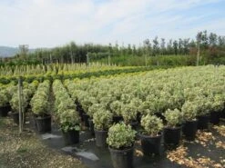 Kardinaalshoed Als Bol (Euonymus Japonicus 'Bravo') -Tuinplanten Winkel euonymus japonicus bravo 2 1