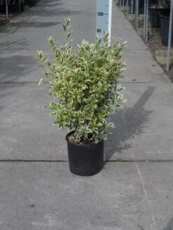 Kardinaalshoed (Euonymus Japonicus 'Bravo') -Tuinplanten Winkel euonymus japonicus bravo 50 60 c10