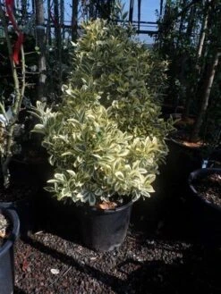 Kardinaalshoed (Euonymus Japonicus 'Bravo') -Tuinplanten Winkel euonymus japonicus bravo 60 80 c25