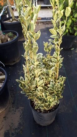 Kardinaalshoed (Euonymus Japonicus 'Bravo') -Tuinplanten Winkel euonymus wit
