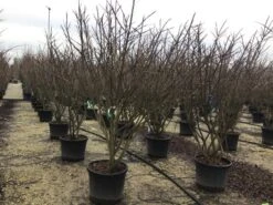 Meerstammige Kardinaalshoed (Euonymus Alatus) -Tuinplanten Winkel euonymusalatusmeerstam