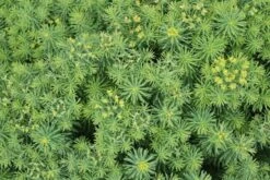 Wolfsmelk (Euphorbia Cyparissias) -Tuinplanten Winkel euphorbia cyparissias 1