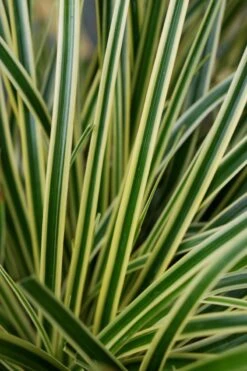 Zegge (Carex Evercream) 8 Zegge (Carex Evercream) -Tuinplanten Winkel evercolor carex evercream 1