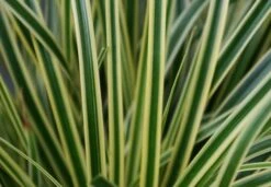 Zegge (Carex Evercream) 11 Zegge (Carex Evercream) -Tuinplanten Winkel evercolor carex evercream 5