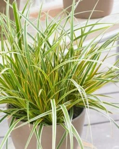 Zegge (Carex Morrowii 'Everglow') -Tuinplanten Winkel evercolor carex everglow 3