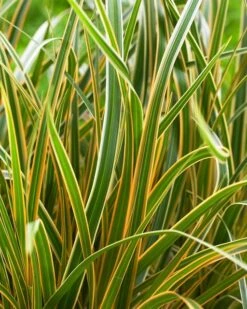 Zegge (Carex Morrowii 'Everglow') -Tuinplanten Winkel evercolor carex everglow 4