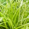 Zegge (Carex Eversheen) 1 Zegge (Carex Eversheen) -Tuinplanten Winkel evercolor carex eversheen 4