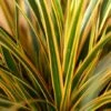 Zegge (Carex Morrowii 'Everglow') 1 Zegge (Carex Morrowii 'Everglow') -Tuinplanten Winkel evercolor everglow foliage