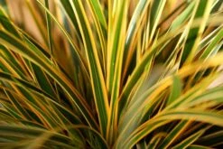 Zegge (Carex Morrowii 'Everglow') -Tuinplanten Winkel evercolor everglow foliage 02